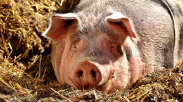 prase pig-2189566 1280